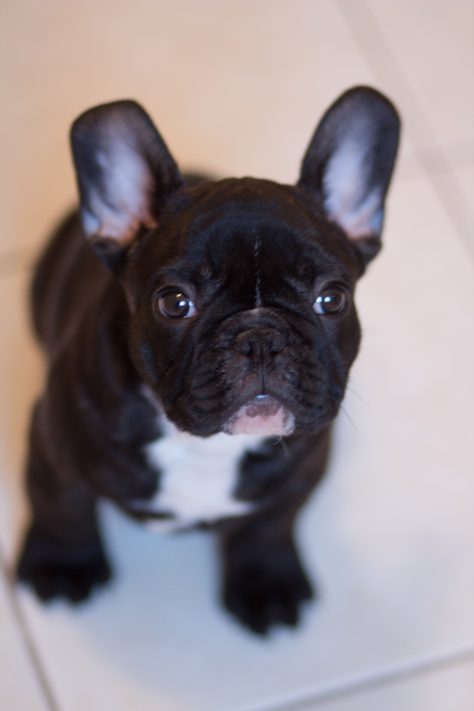 Watson