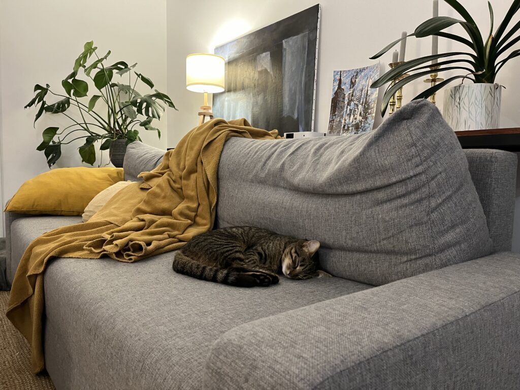 Photo d'un chat dormant tranquillement sur un canapé, bien  au chaud