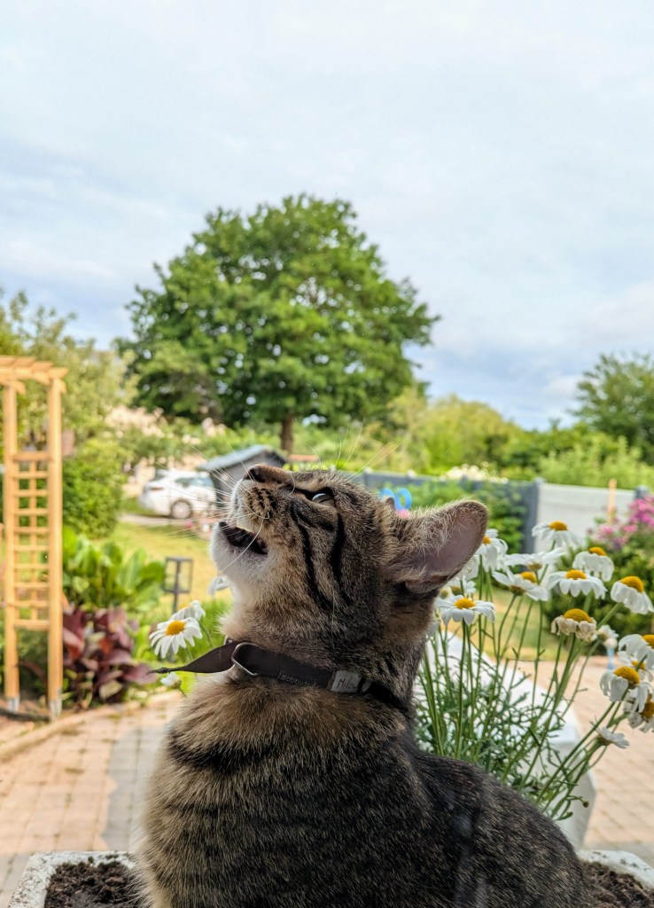 Photo de mon chat, de profil, qui est perché sur le rebord de la fenêtre et regarde en hauteur.